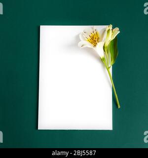 Ein Wandbild mit schönen weißen Alstroemeria Blume auf den weißen und grauen Hintergründen. Platz für Text. Stockfoto