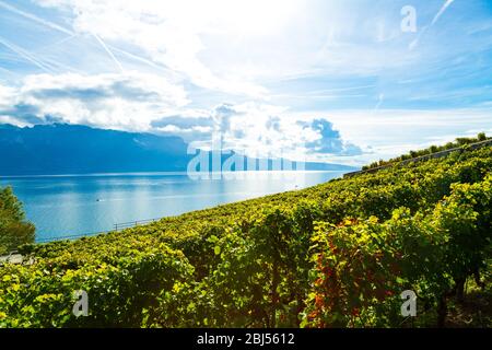 Lavaux, Schweiz: Genfersee und die Schweizer Alpen von Lavaux aus gesehen, die Weinbergtarraces im Kanton Waadt Stockfoto