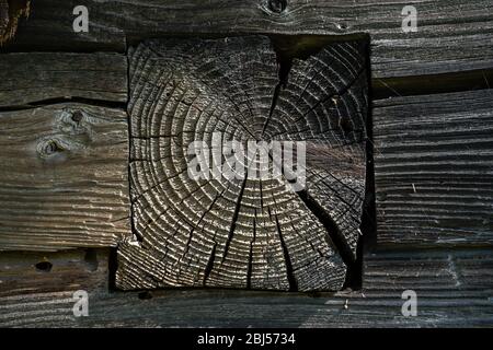 Ein Fragment der Mauer eines alten Holzgebäudes im Dorf mit dem Ende eines behauenen Holzes. Die Oberfläche durch Niederschlag und Luft beschädigt, rau Stockfoto