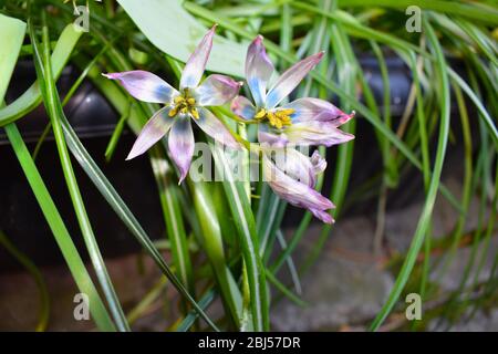 Verwelkte Tulpen Sie gehen von eng eingekuppelten Knospen zu ausbreiteten verdrehten und gewellten Blütenblättern, die von einem grünen Stamm hängen, sie zeigen immer noch hübsche Farben Stockfoto