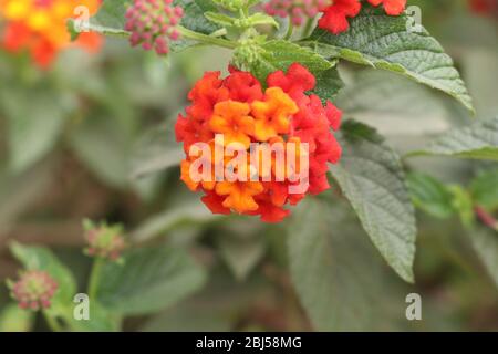 Lantana Camara auch als spanische Flagge oder West-indische Lantana bekannt, sehr bunt und helle Blume überhaupt Stockfoto