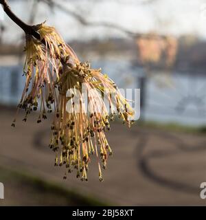 Blühender amerikanischer Ahorn vor dem Hintergrund einer verschwommenen Stadt. Frühlingszeit Stockfoto