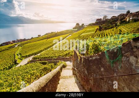Lavaux, Schweiz: Wanderweg zwischen Weinterrassen mit Blick auf den Genfer See bei Sonnenuntergang, Kanton Waadt, Schweiz Stockfoto