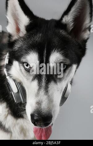 Porträt des jungen Husky in Kopfhörer Stockfoto