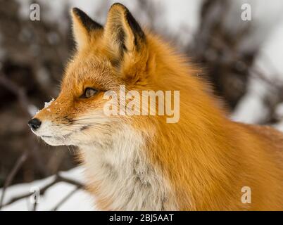 Wildtiere in Alaska'ein verschneiten Winter Stockfoto