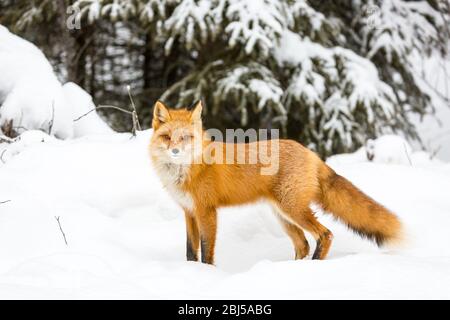 Wildtiere in Alaska'ein verschneiten Winter Stockfoto