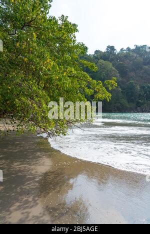 Costa Rica, Mittelamerika: Sandstrand mit tropischen Bäumen im Nationalpark Manuel Antonio Stockfoto