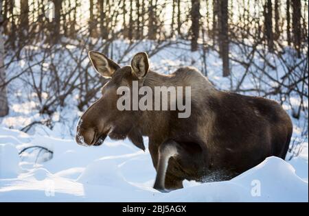 Wildtiere in Alaska'ein verschneiten Winter Stockfoto