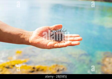 Eine männliche Hand mit Seeigel im Fokus aus dem Wasser bei direkter Sonneneinstrahlung mit einem verschwommenen Hintergrund, natürlicher Hintergrund Stockfoto