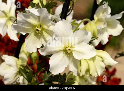 Eine Gruppe von Blüten von Clematis Cartmanii Avalanche in Nahaufnahme. Stockfoto