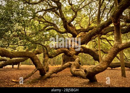 Charleston, South Carolina, USA – 23. Oktober 2018: Angel Oak ist eine lebende Eiche aus dem Süden des Landes, die im Angel Oak Park auf Johns Island in der Nähe von Charleston, South, liegt Stockfoto