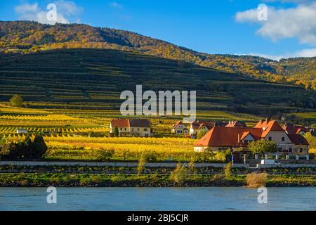 Herbst in der Wachau - Häuser und Weinberge in der Nähe der Donau, Wachau, Weißenkirchen, Niederösterreich, Österreich Stockfoto