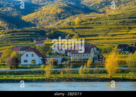 Herbst in der Wachau - Häuser und Weinberge in der Nähe der Donau, Wachau, Weißenkirchen, Niederösterreich, Österreich Stockfoto