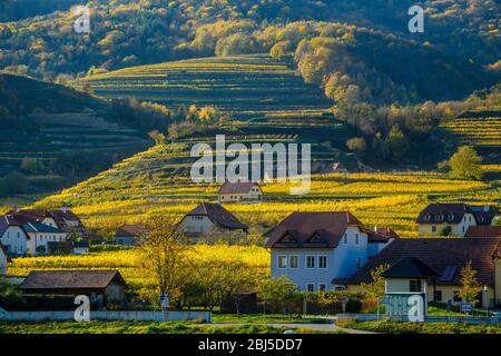 Herbst in der Wachau - Häuser und Weinberge in der Nähe der Donau, Wachau, Weißenkirchen, Niederösterreich, Österreich Stockfoto