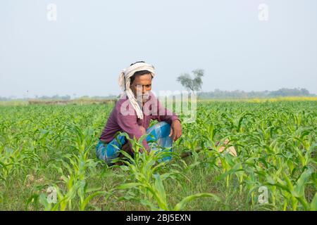 indische Landwirt arbeitet im Feld Stockfoto