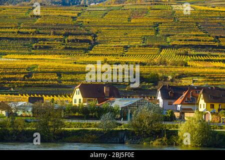 Herbst in der Wachau-, Wachau-Tal, Weißenkirchen, Niederösterreich, Österreich Stockfoto