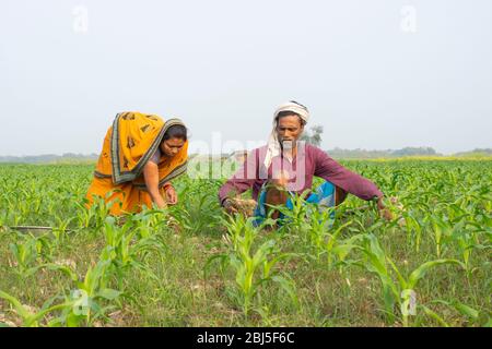 Indische Farmer paar Arbeit im Feld Stockfoto