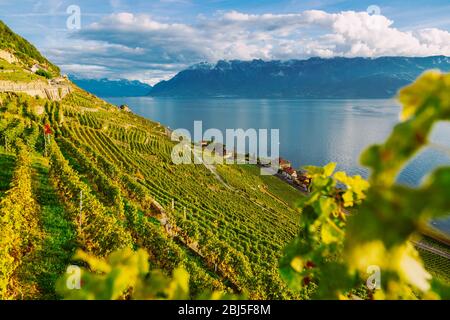 Lavaux, Schweiz: Genfersee und die Schweizer Alpen von Lavaux aus gesehen, die Weinbergtarraces im Kanton Waadt Stockfoto