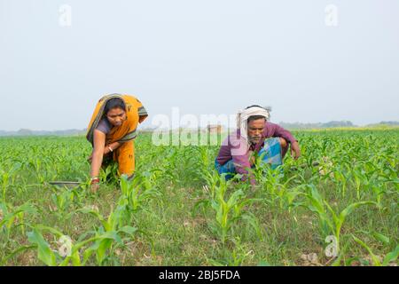 Indische Farmer paar Arbeit im Feld Stockfoto