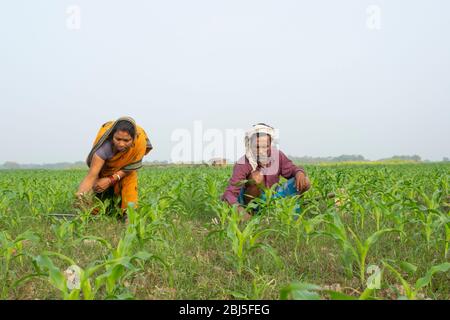 Indische Farmer paar Arbeit im Feld Stockfoto