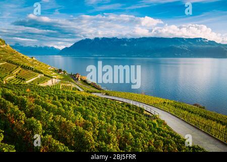 Lavaux, Schweiz: Genfersee und die Schweizer Alpen Landschaft vom Wanderweg aus gesehen zwischen Lavaux Weinbergtarraces im Kanton Waadt Stockfoto