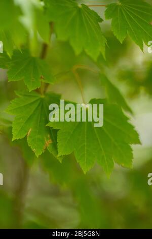 Vine Maple, Acer circinatum, verlässt den Hamma Hamma Living Legacy Trail, der den Errungenschaften der CCC Boys während der Great Depres gewidmet ist Stockfoto