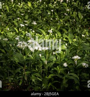 Bärlauch-Blüten, Allium ursinum, wächst auf dem Waldboden in einem Wald in der Nähe von Lennoxtown, Schottland Stockfoto