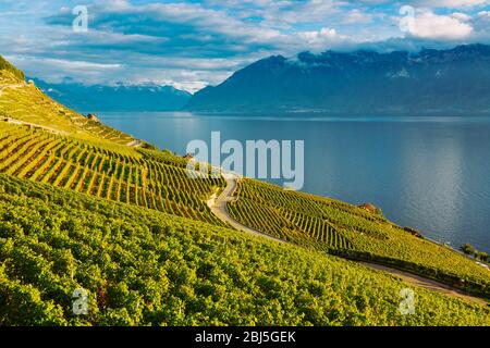 Lavaux, Schweiz: Genfersee und die Schweizer Alpen von Lavaux aus gesehen, die Weinbergtarraces im Kanton Waadt Stockfoto