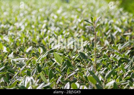 Frische Triebe von Leatherleaf viburnum, Viburnum rhytidophyllum im Frühjahr, Ungarn, Europa Stockfoto