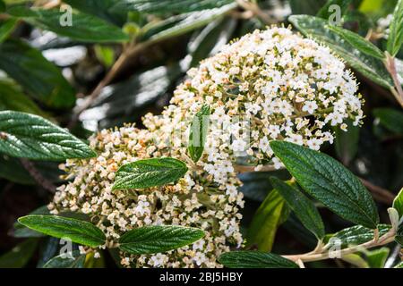 Weiße Blüten von Leatherleaf viburnum, Viburnum rhytidophyllum im Frühjahr, Ungarn, Europa Stockfoto