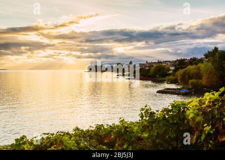 Sonnenuntergang über dem Genfer See und Weintrauben im Vordergrund, Schweiz Stockfoto