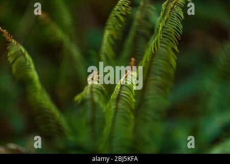 Deer Fern, Blechnum spicant, entlang Hamma Hamma Living Legacy Trail, Olympic National Forest, Washington State, USA, Stockfoto