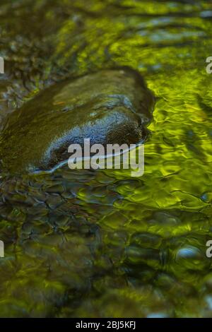 Grüne Baumreflexionen auf den Wellen entlang des Hamma Hamma Flusses, Olympic National Forest, Washington State, USA, Stockfoto