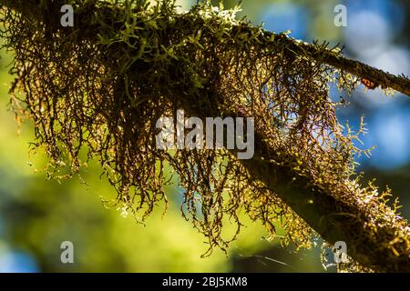 Moos bedeckter Vine Ahorn, Acer circinatum, Zweige entlang Hamma Hamma Living Legacy Trail, Olympic National Forest, Washington State, USA, Stockfoto