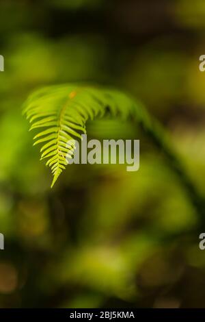 Deer Fern, Blechnum spicant, entlang Hamma Hamma Living Legacy Trail, Olympic National Forest, Washington State, USA, Stockfoto