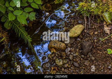 Spiegelungen von Blättern und Himmel am Rande des Hamma Hamma Flusses, Olympic National Forest, Washington State, USA, Stockfoto