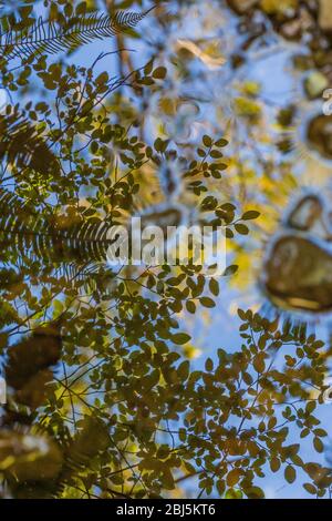 Spiegelungen von Blättern und Himmel am Rande des Hamma Hamma Flusses, Olympic National Forest, Washington State, USA, Stockfoto