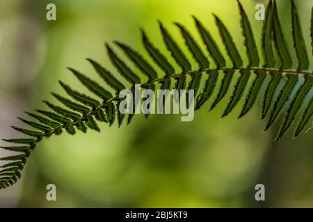 Schwert Fern, Polystichum munitum, Wedel entlang Hamma Hamma Living Legacy Trail, Olympic National Forest, Washington State, USA, Stockfoto