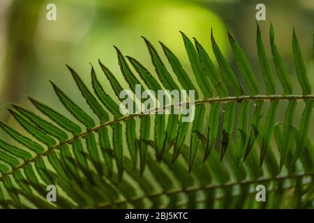 Schwert Fern, Polystichum munitum, Wedel entlang Hamma Hamma Living Legacy Trail, Olympic National Forest, Washington State, USA, Stockfoto