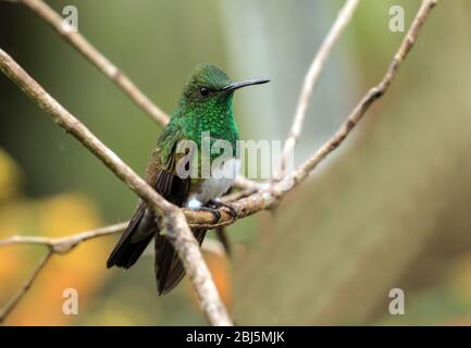 Nahaufnahme von Schneebauchhummingbird (Amazilia edward), der auf einem Zweig im Hochland von Panama unterwegs ist. Auch in Costa Rica und N.W. zu finden Kolumbien. Stockfoto