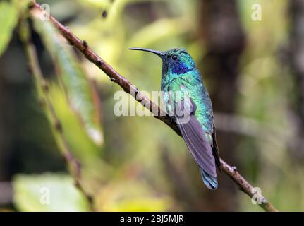 Nahaufnahme von Kleinviolett-Ohr ( Colibri cyanotus), das auf Ast in Panama steht.gefunden von Costa Rica bis Nord-Südamerika. Früher grünes Violett-Ohr Stockfoto