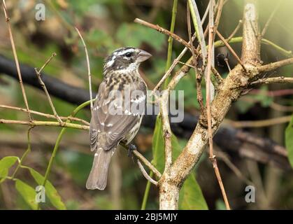 Nahaufnahme des Rosenbrustkopfes (Pheucticus ludovicianus), der auf einem Zweig im Hochland von Panama staut.Zugvogel, der in den Tropen überwintert. Stockfoto