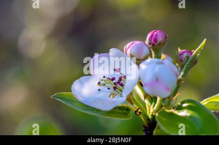 Öffnen von Blumen eines blühenden Apfelbaums Nahaufnahme vor dem Hintergrund des Sonnenuntergangs, geringe Schärfentiefe Stockfoto