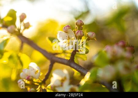 Blühende Blumen eines blühenden Birnenbaums Nahaufnahme vor dem Hintergrund der Sonnenscheibe des Sonnenuntergangs, niedrige Schärfentiefe Stockfoto