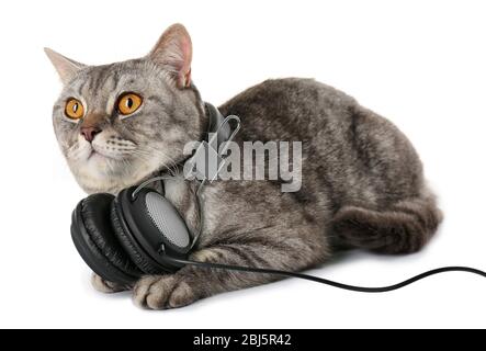 Graue Katze mit Kopfhörern isoliert auf weißem Hintergrund Stockfoto