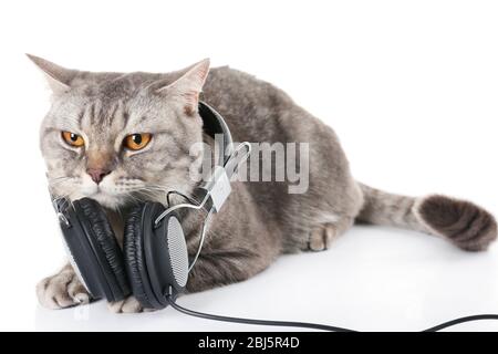Graue Katze mit Kopfhörern isoliert auf weißem Hintergrund Stockfoto