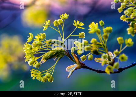 Blühende Blumen eines blühenden Ahorns Nahaufnahme auf einem bunten hellen Hintergrund, schön Bokeh Stockfoto