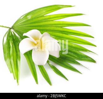 Plumeria Blume und Palmblätter, isoliert auf weiß Stockfoto