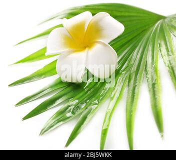 Plumeria Blume und Palmblätter, isoliert auf weiß Stockfoto