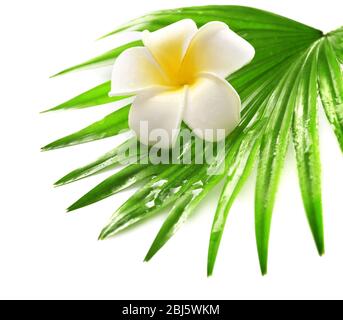 Plumeria Blume und Palmblätter, isoliert auf weiß Stockfoto